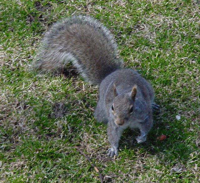 squirrel