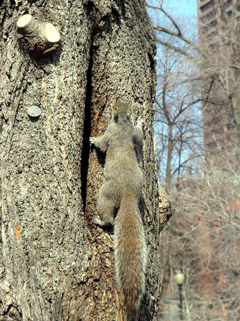 squirrel2