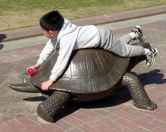 turtle