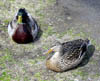 ducks
