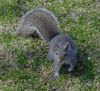 squirrel