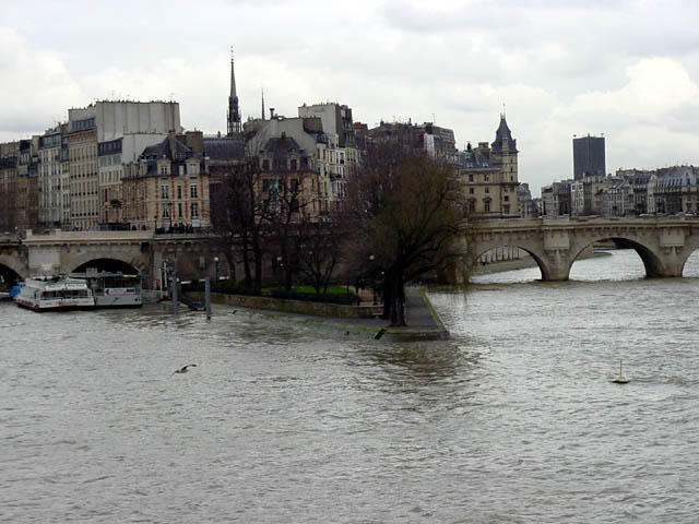 ile de la cite and a bird