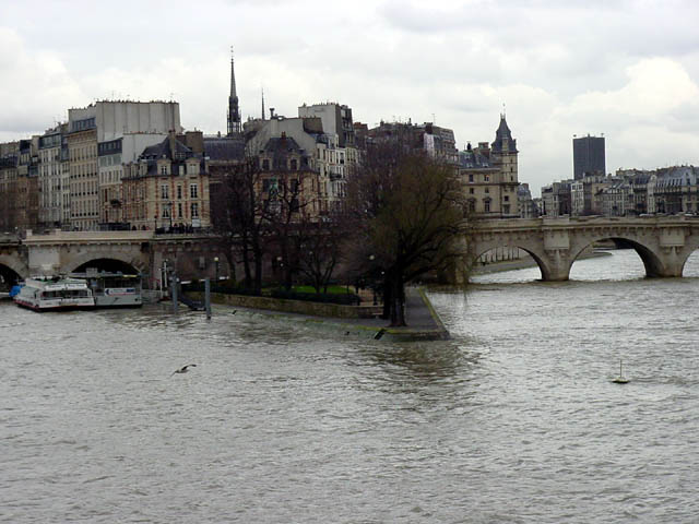 ile de la cite and a bird